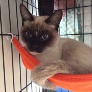 シャムのチェリーちゃん