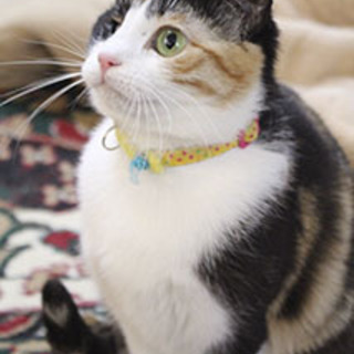 熊本から来た三毛柄のつばきちゃん