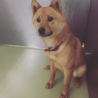 小さい可愛い男の子