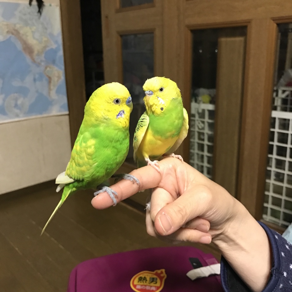 みー君のカバー写真