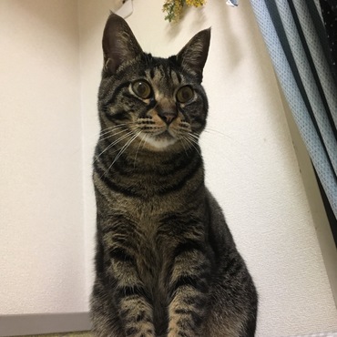 ミイ太