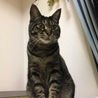 ミイ太