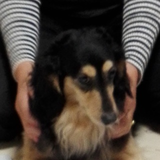 大切に可愛がってくださる貴方へ