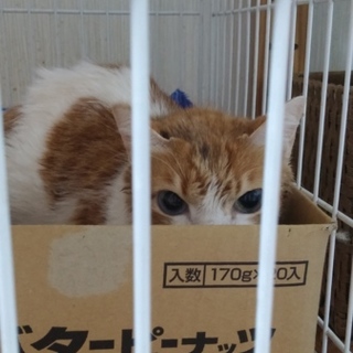 新しいおうちを探しています