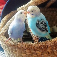 き～ちゃん（如月１）}