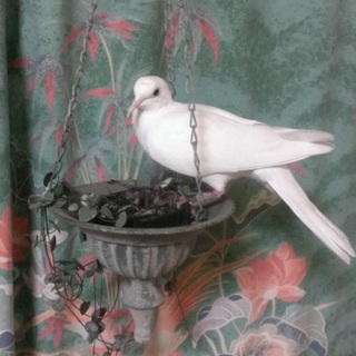 一時募集停止させていただきます。