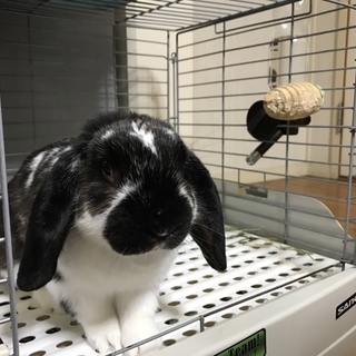 ハッピーの里親を募集しています！