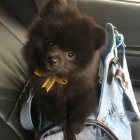 ふう