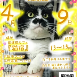 にゃんこ譲渡会