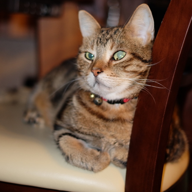 みつおのしっぽのカバー写真