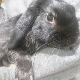 ﾎｰﾗﾝﾄﾞﾛｯﾌﾟｲﾔｰ真っ黒ｳｻｷﾞ垂れ耳