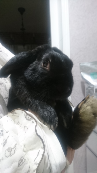 ﾎｰﾗﾝﾄﾞﾛｯﾌﾟｲﾔ 茨城県 小動物の里親募集 ペットのおうち 月間利用者150万人