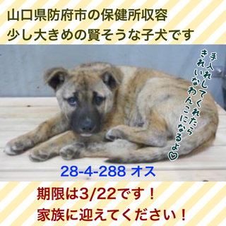 愛護団体に引き取られました