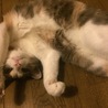 の写真