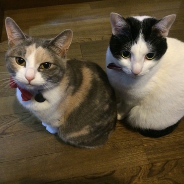 ティキの写真