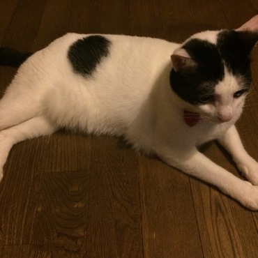 もびの写真