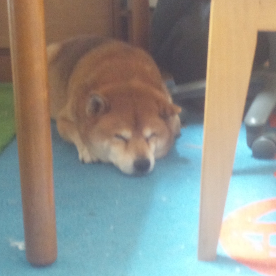 リュウのカバー写真