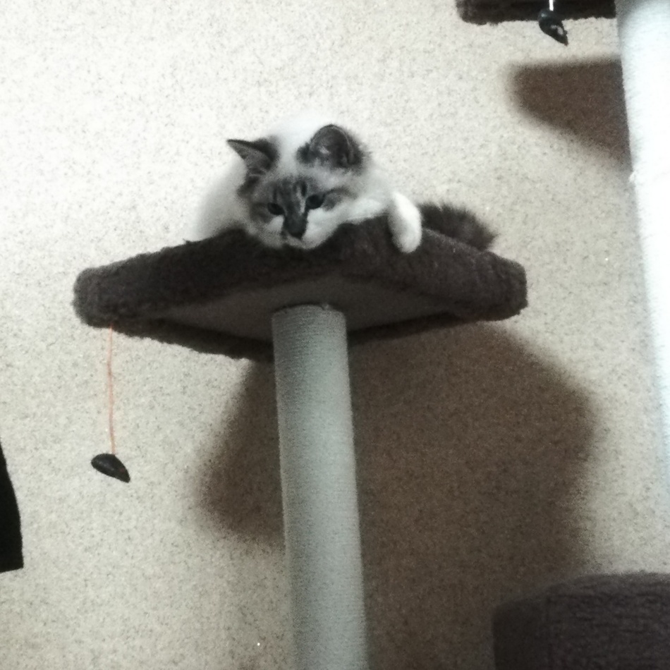 ほのかのカバー写真