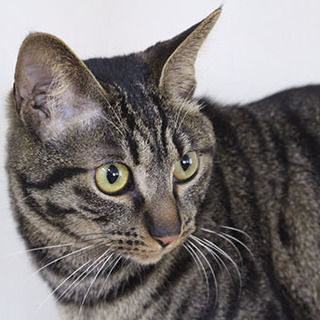 キジトラのキウイ。元気いっぱいです！