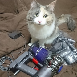 ダイソン布団クリーナー