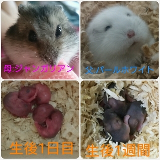 ハムスターの赤ちゃん