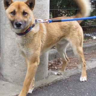 【緊急】寂しがり屋の可愛い男の子です