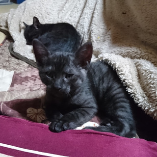 【急募】2匹の子猫の里親様を募集しています