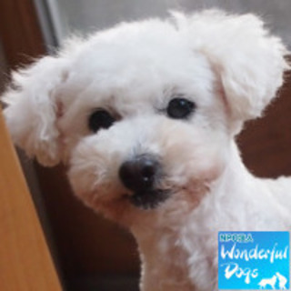 「ニコ・オルビア」♀