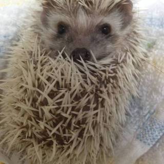 ハリネズミちゃん