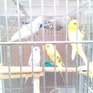 いじめられっ子の里親募集