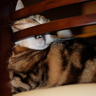 何故わざわざこんな格好で寝るのか・・・。