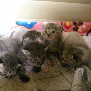 可愛い子猫5匹の新しい家族を探しています。