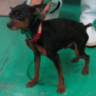 温厚なミニピン（♂）【現在、里親譲渡の交渉中】