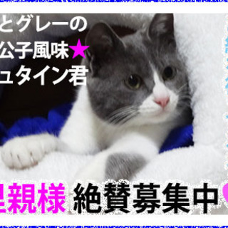 ちょっとびびりのプリンス☆シュタイン君！　