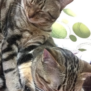 愛猫ちゃんの里親募集