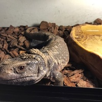 サバンナモニター
