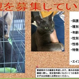 愛媛県　成猫　♂　ロシアンブルー