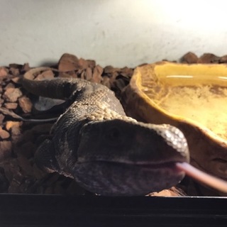 サバンナモニター里親募集