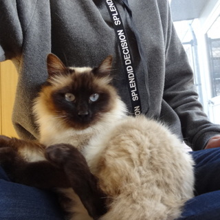 長毛のひまりちゃんに気軽に会いに来てね！