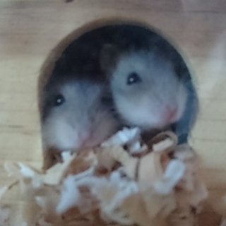 ジャンガリアンハムスターが産まれました