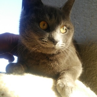 ロシアンブルー似 猫ちゃん