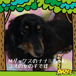 非営利動物保護団体ととのん『ととのんハウス』