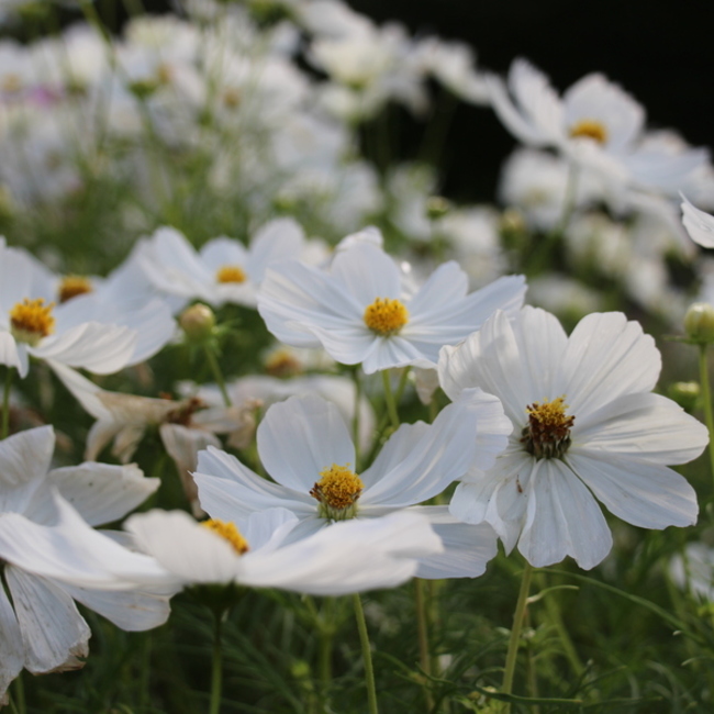 ちゃんれいのカバー写真