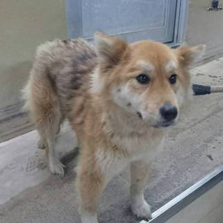 【飼い主さんが見つかりました❗】穏やかなワンコ