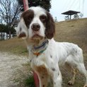 穏やかなセッター、マイル君の里親様募集♪