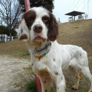 穏やかなセッター、マイル君の里親様募集♪