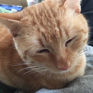 おっとりおだやかなひざのり茶トラ