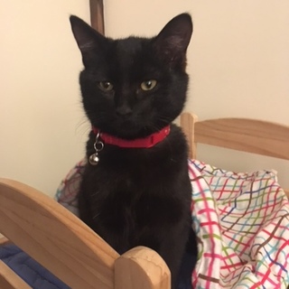 スマートで神秘的な黒小猫