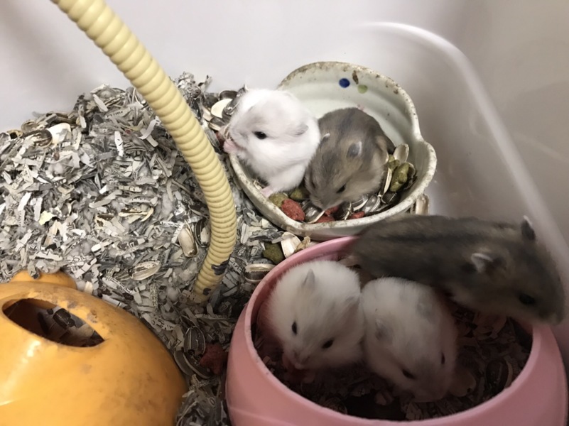 ハムスターの里親さん募集中 サムネイル1