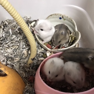 ハムスターの里親さん募集中